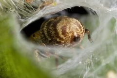 Salticinae
