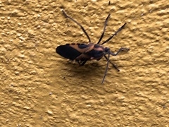 Sephina vinula