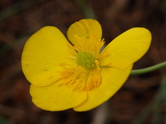 Ranunculus bupleuroides