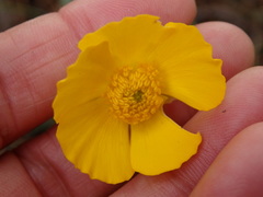 Ranunculus bupleuroides