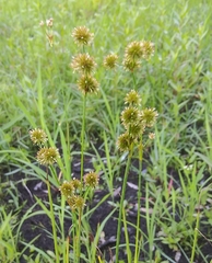 Juncus megacephalus
