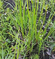 Juncus megacephalus