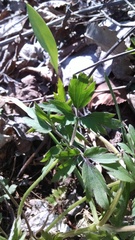 Ranunculus hispidus caricetorum