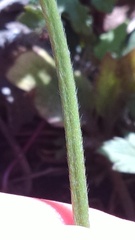 Ranunculus hispidus caricetorum