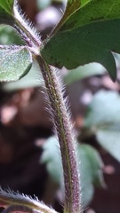 Ranunculus hispidus caricetorum