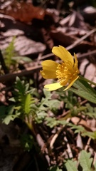Ranunculus hispidus caricetorum