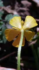 Ranunculus hispidus caricetorum