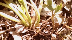 Ranunculus hispidus caricetorum