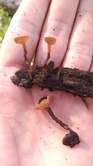 Dumontinia tuberosa