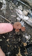 Dumontinia tuberosa
