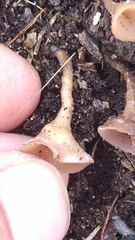 Dumontinia tuberosa