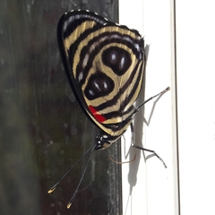 Catagramma pygas thamyras