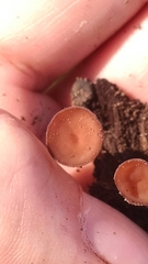 Dumontinia tuberosa