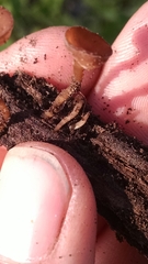 Dumontinia tuberosa