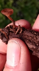 Dumontinia tuberosa