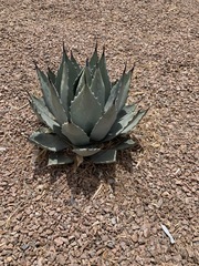 Agave parryi