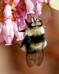 Criorhina