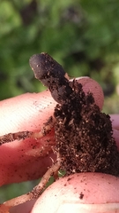 Dumontinia tuberosa