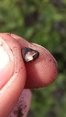 Dumontinia tuberosa