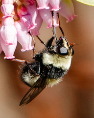 Criorhina
