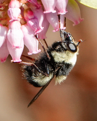 Criorhina