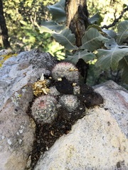 Mammillaria jaliscana jaliscana