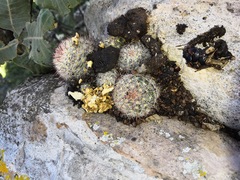 Mammillaria jaliscana jaliscana