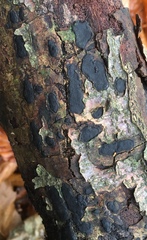 Biscogniauxia nummularia