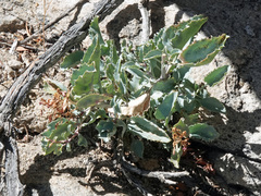 Penstemon petiolatus