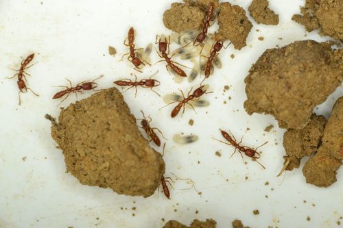 桑氏点猛蚁Stigmatomma santschii