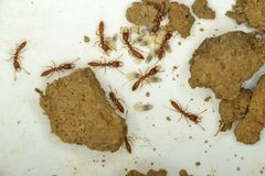 Stigmatomma santschii