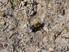 Andrena dunningi