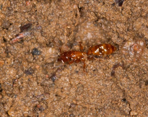 Centromyrmex sellaris · iNaturalist