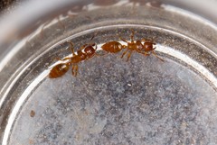 Centromyrmex