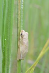 Hyperolius nitidulus