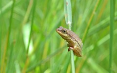 Hyperolius nitidulus