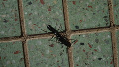 Plectroctena mandibularis