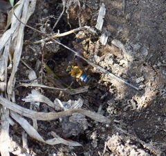 Andrena dunningi