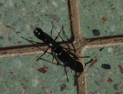 Plectroctena mandibularis