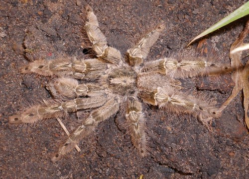 Featherleg Baboon Spider (Stromatopelma calceatum)