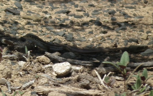 Pedioplanis namaquensis
