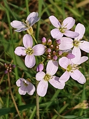 Cardamine pratensis