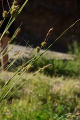 Carex serratodens