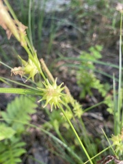Carex elliottii