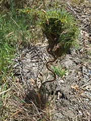 Olearia crosby-smithiana