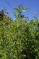 Salix breweri