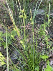 Carex elliottii
