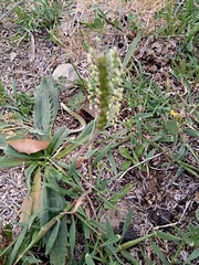 Plantago serraria image