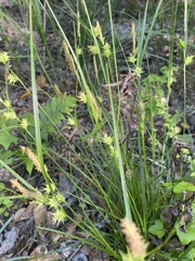 Carex elliottii