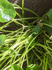 Ficaria verna bulbilifera